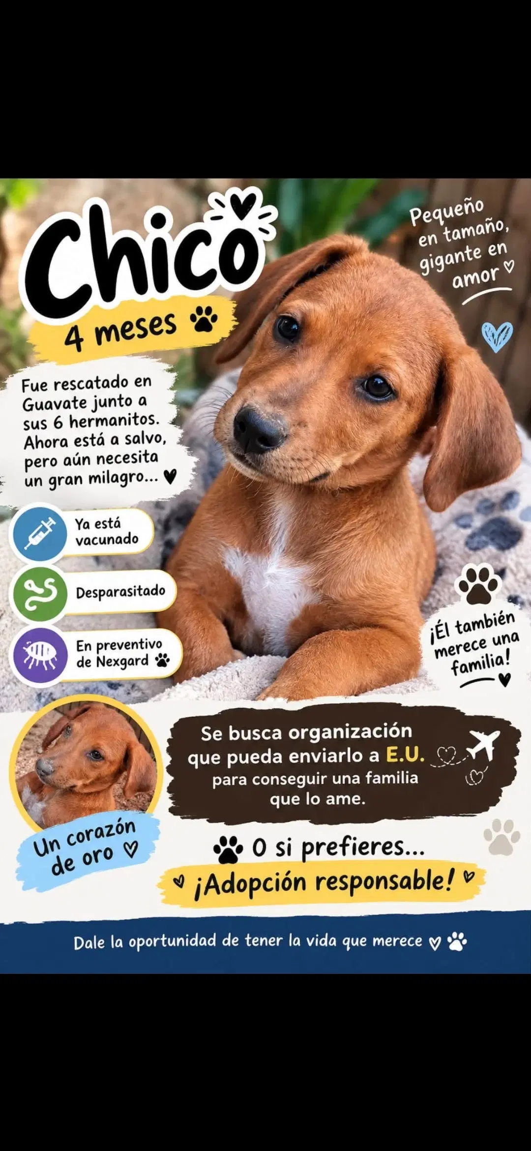 Chicho image 1