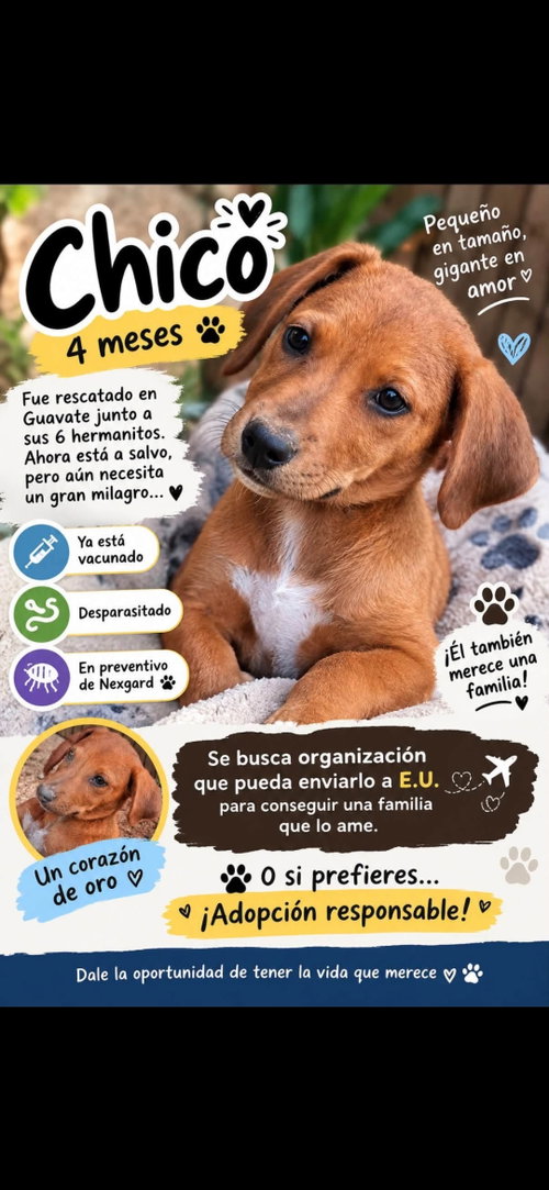 Chicho, a dog for adoption from Zani's Furry Friends