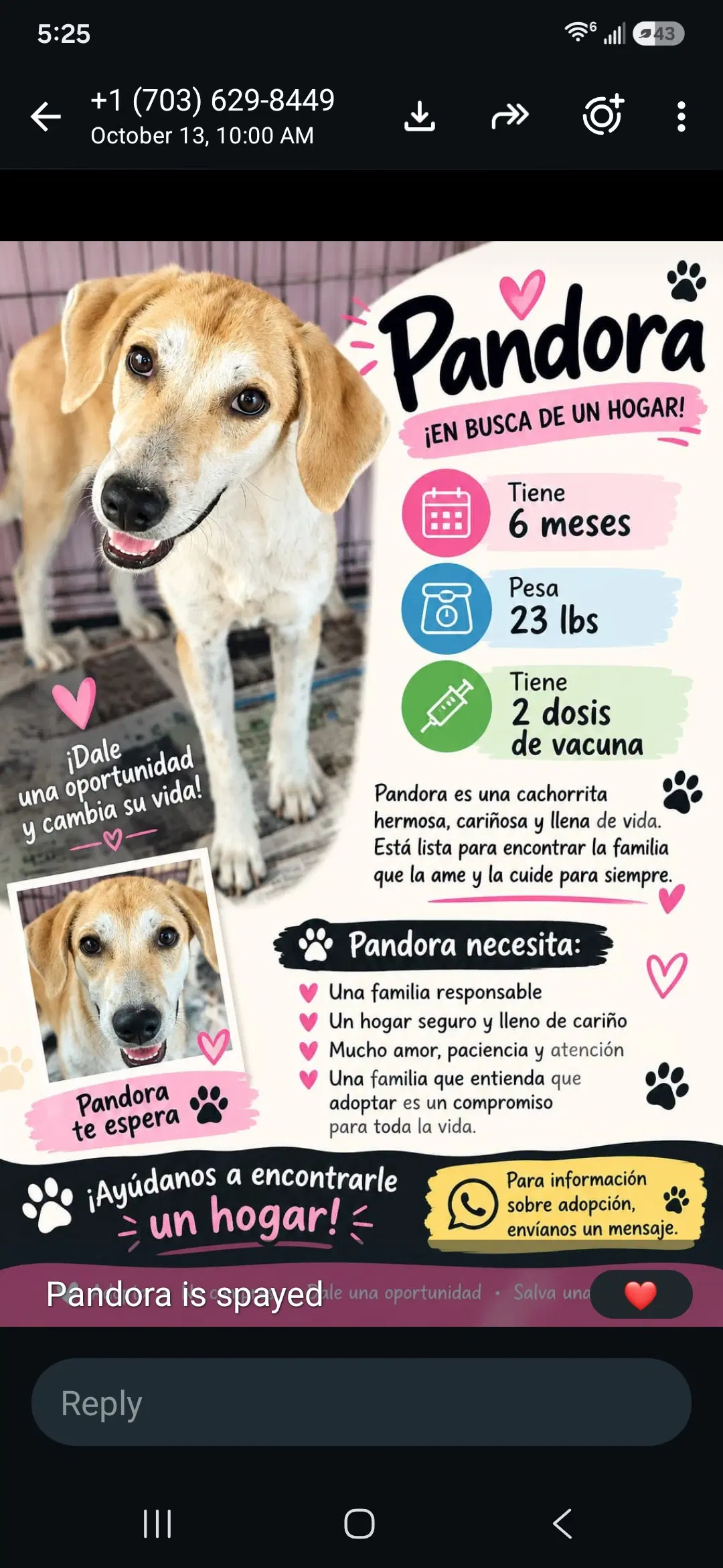 Pandora - Labrador Retriever