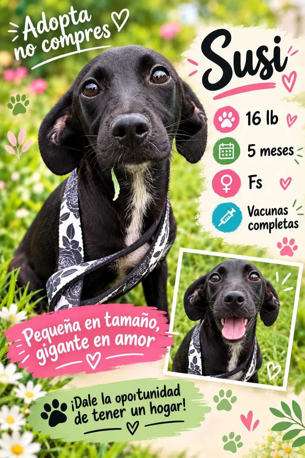 Susi - Labrador Retriever