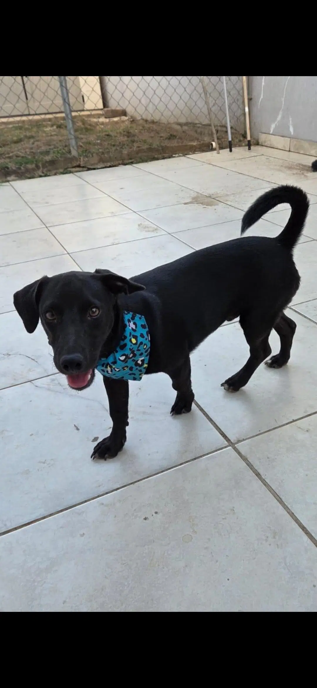 Boots - Dachshund