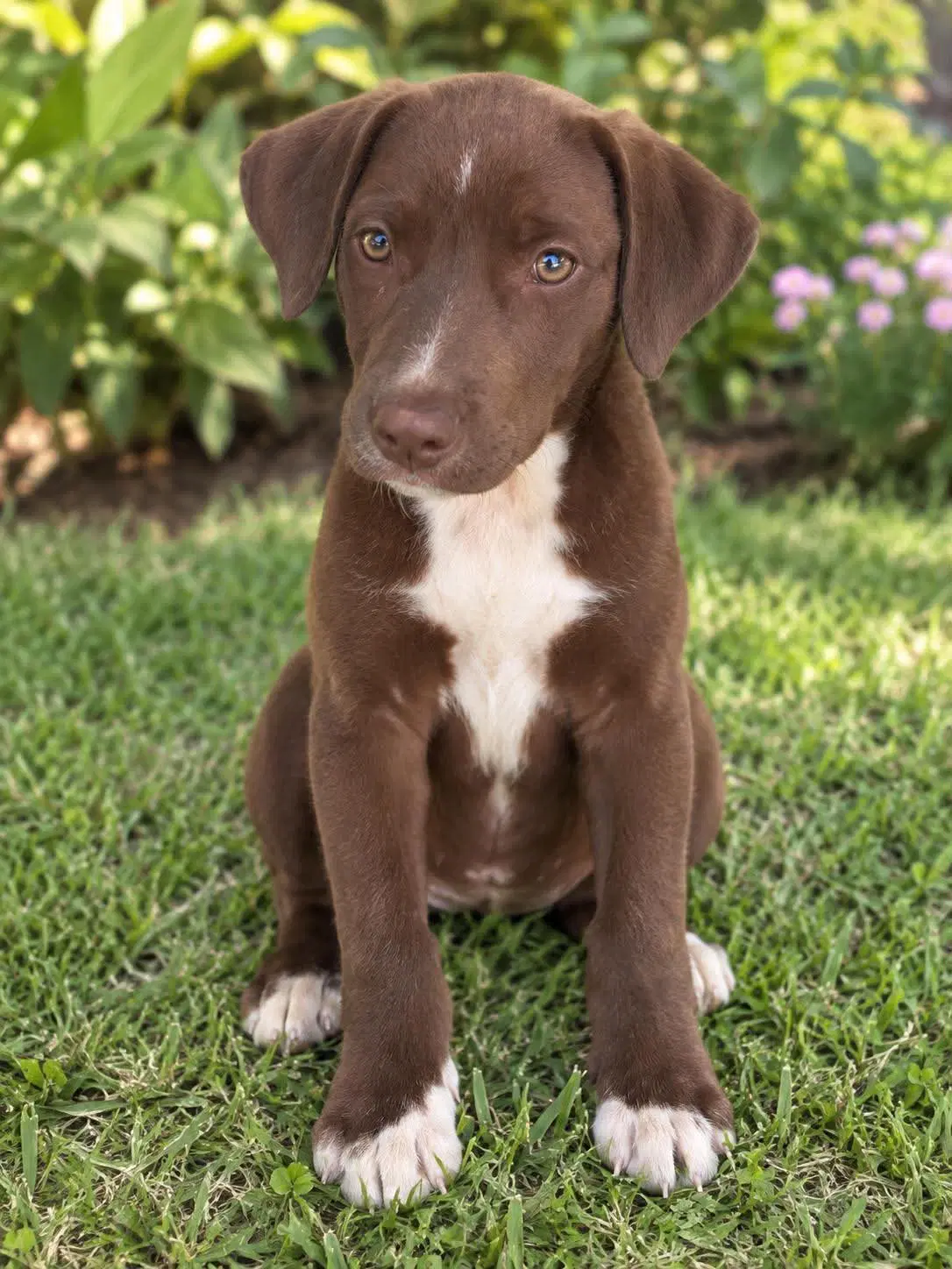 Hershey - Chocolate Labrador Retriever