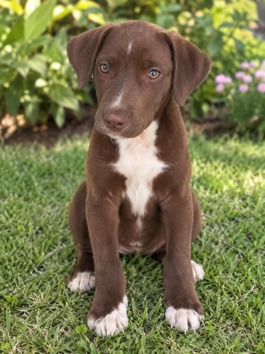 Hershey