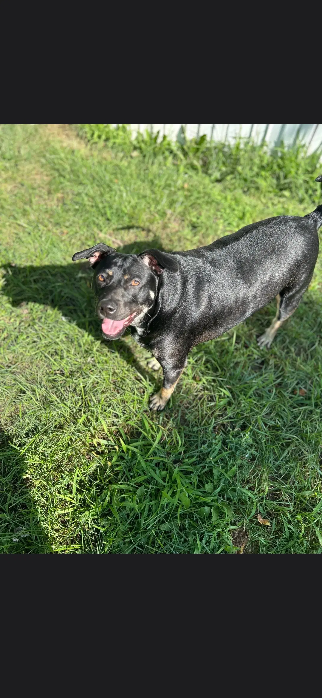 Duke - American Staffordshire Terrier