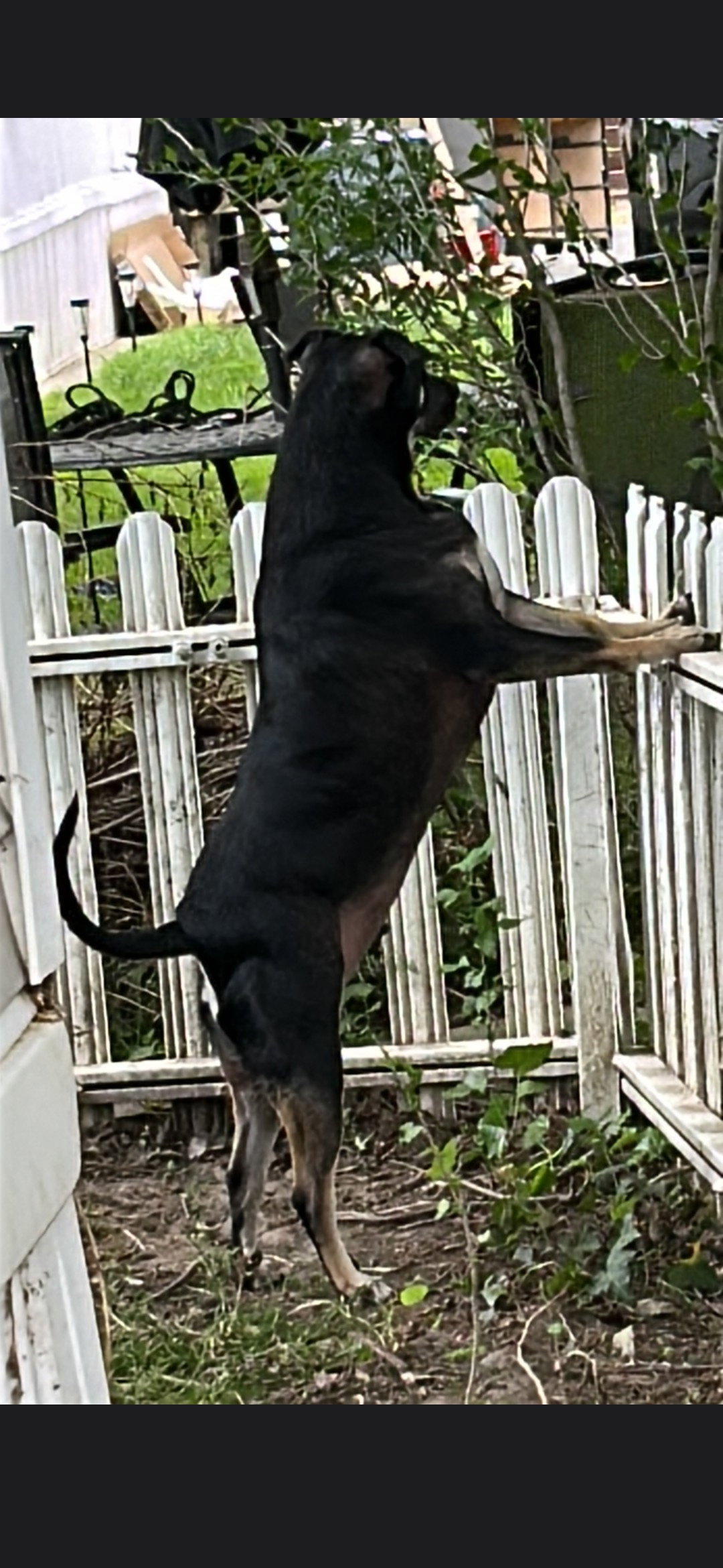 Duke, photo 2