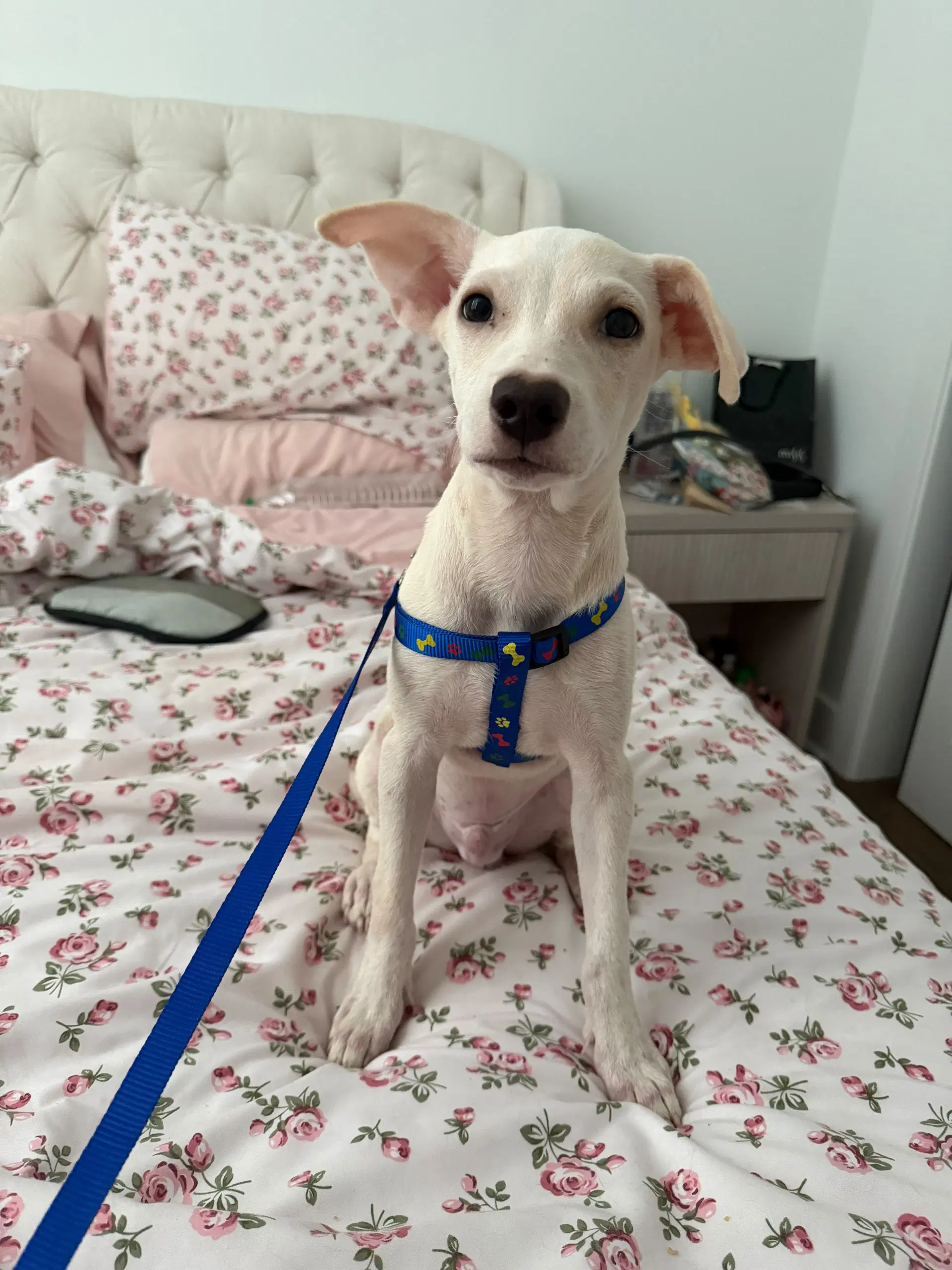 Sam - Jack Russell Terrier (Parson Russell Terrier)