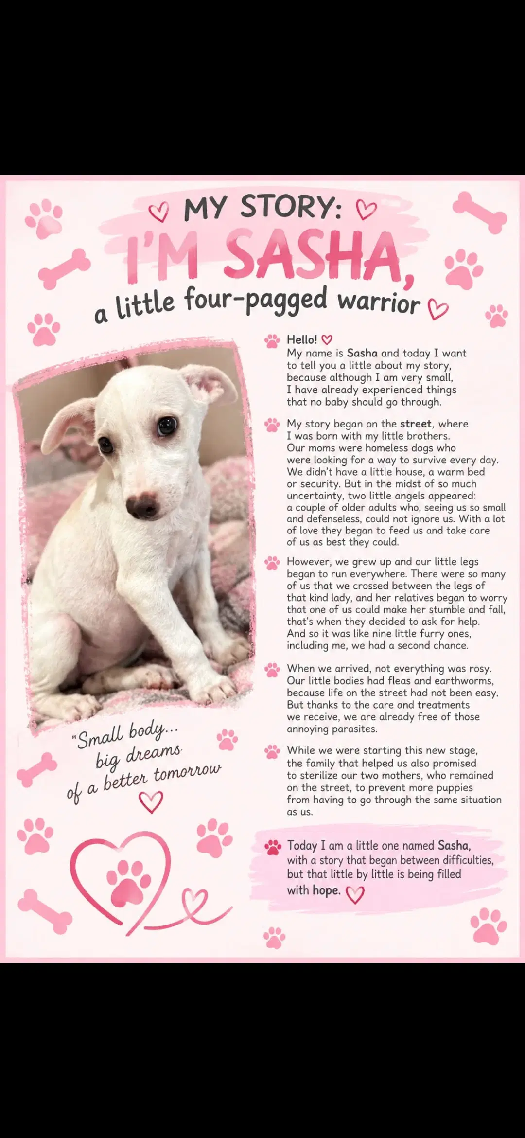 Sasha - Jack Russell Terrier (Parson Russell Terrier)