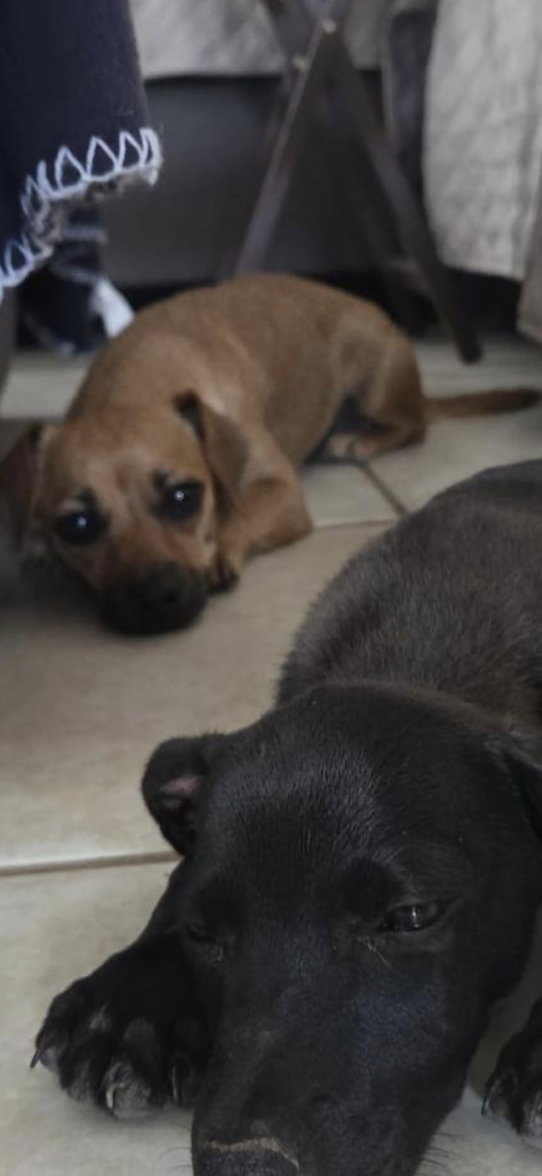 Nico&Toby, photo 4