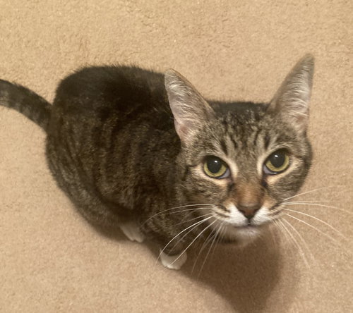 Dixie, a cat for adoption from Kitty Katchers