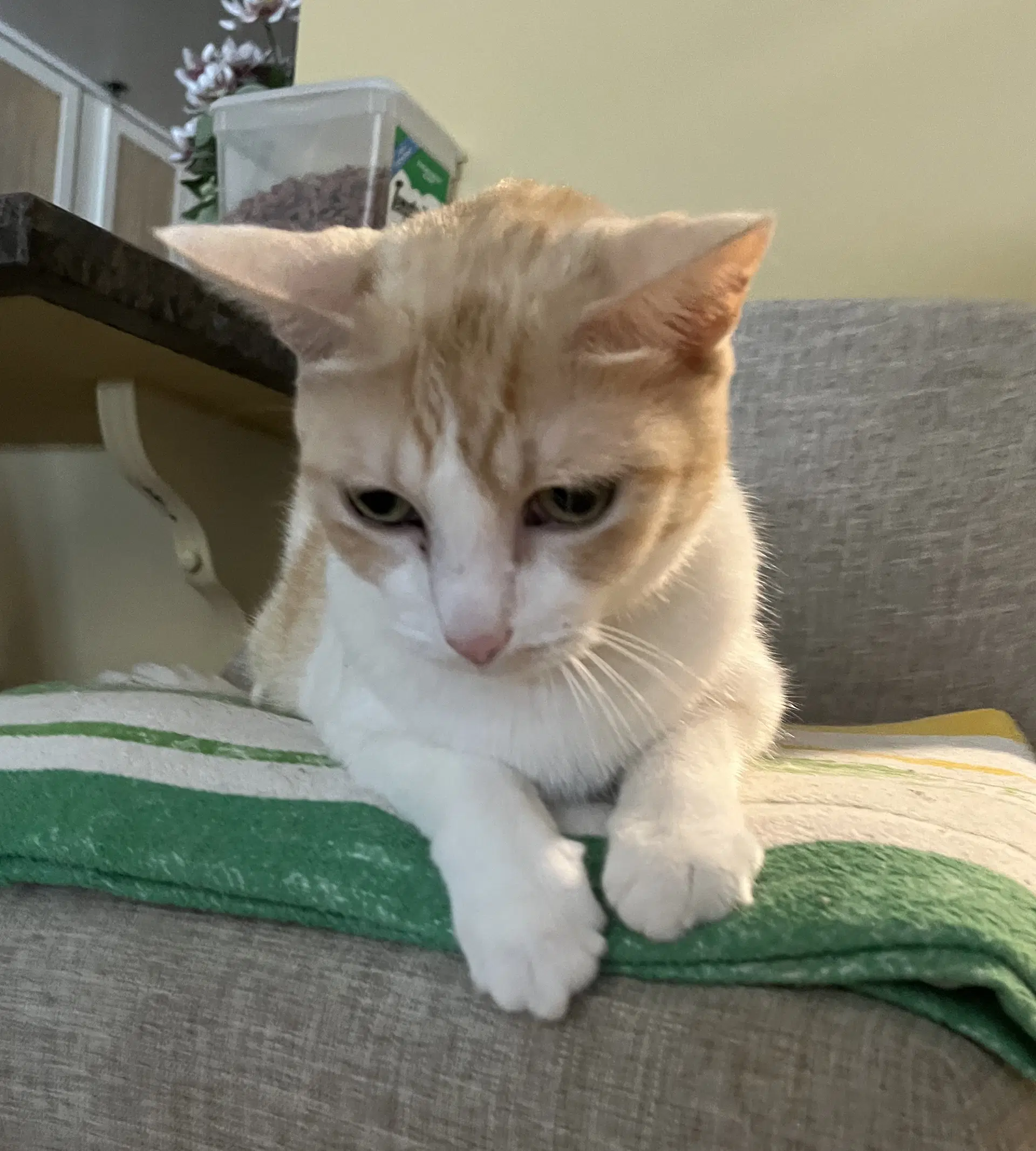 Senior Declawed Companon - Tabby