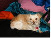 PEANUT #323