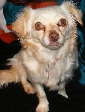 PEANUT #323