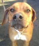 SAMSON #329