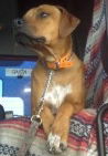 SAMSON #329