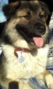 BRODY/KODA #331