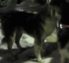 BRODY/KODA #331