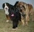 NEWFIE GIRL 2 (LICORICE) #261 *