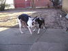 ONE EYED JACK #250 *