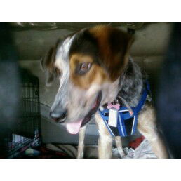 COLBY #241 