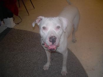 OTIS #232 *