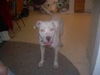 OTIS #232 *