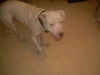 OTIS #232 *