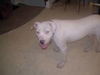 OTIS #232 *