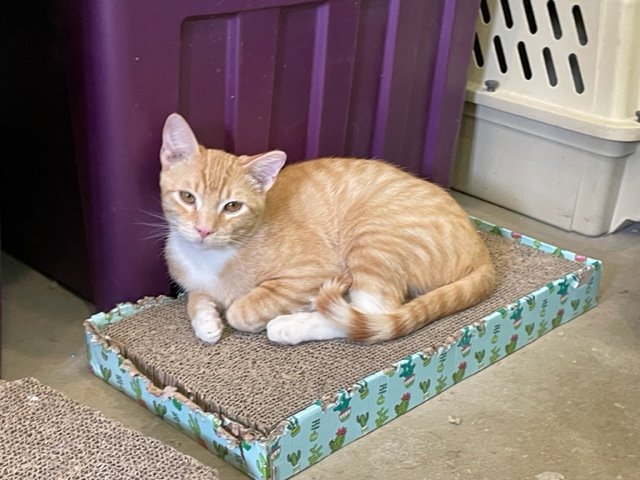 adoptable Cat in Agoura Hills, CA named Monty