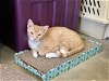 adoptable Cat in agoura hills, CA named Monty