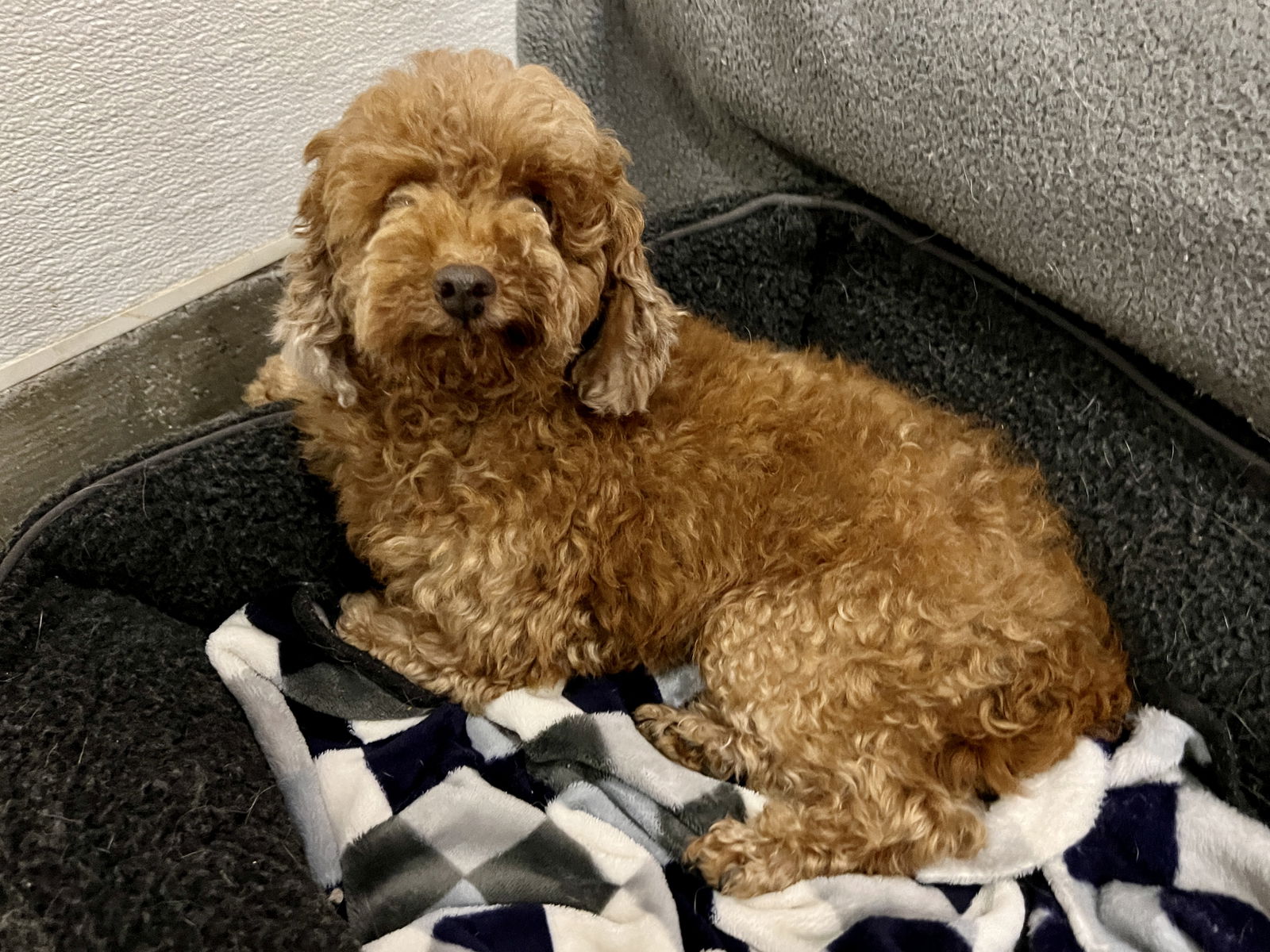 Dog for Adoption DONGSAN a Poodle Miniature in Century City