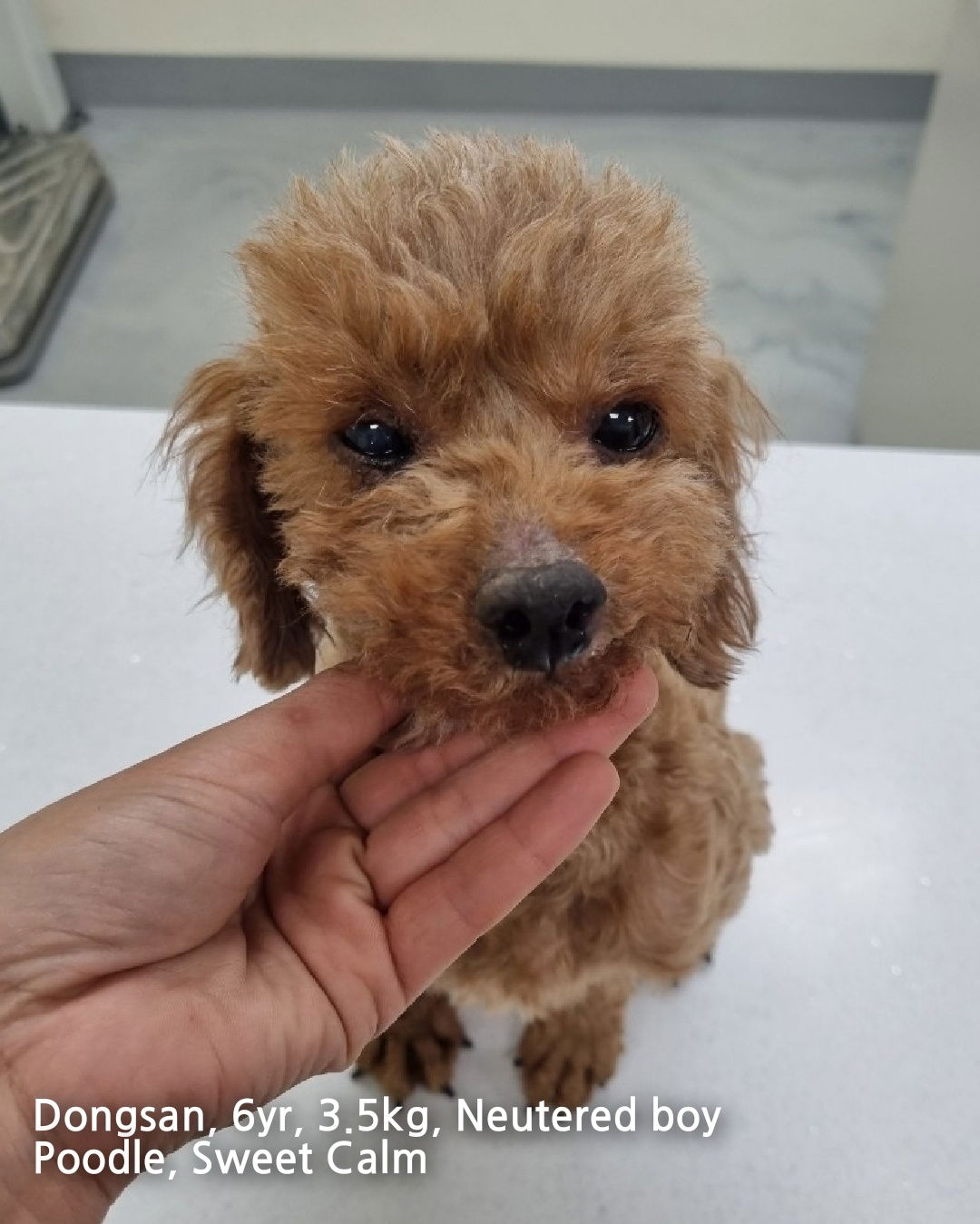 Dog for Adoption DONGSAN a Poodle Miniature in Century City