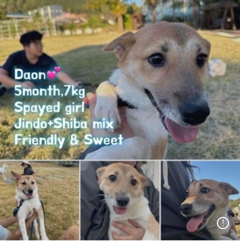 Dog adoption in Agoura Hills, CA 91376 Jindo (Korean) / Shiba Inu