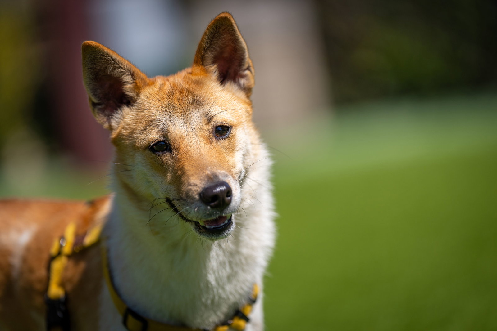Dog adoption in Agoura Hills, CA 91376: Shiba Inu / Basenji / Mixed ...