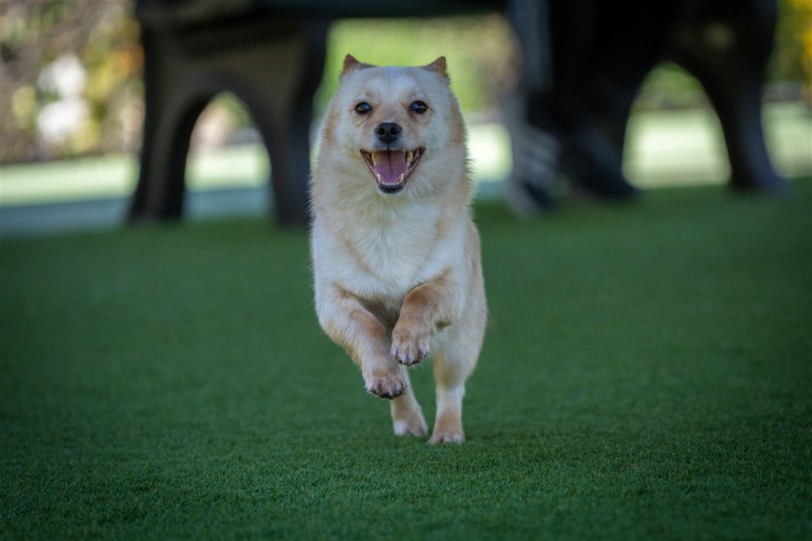 adoptable Dog in Agoura Hills, CA named JINDOL