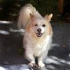 adoptable Dog in agoura hills, CA named HONEY
