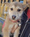 adoptable Dog in agoura hills, CA named JISOL