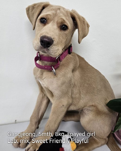 Dog for Adoption GANGJEONG a Weimaraner in Agua Dulce CA