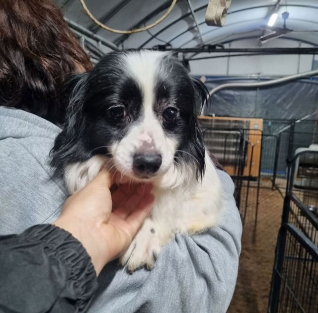 Dog for Adoption EER a Papillon in Piru CA Alpha Paw