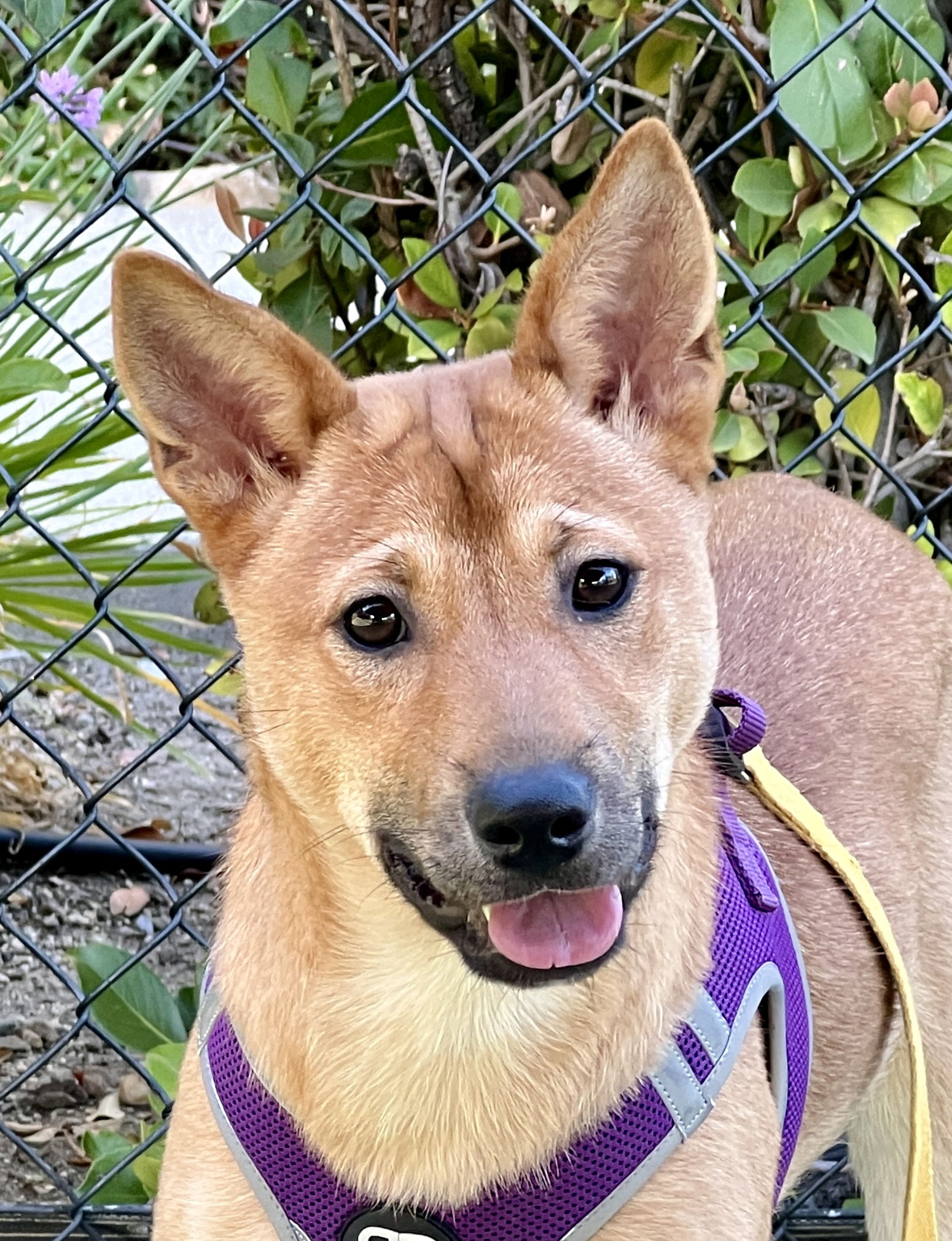 adoptable Dog in Agoura Hills, CA named KAN