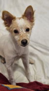 adoptable Dog in Agoura Hills, CA named YEONBORA