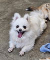 adoptable Dog in Agoura Hills, CA named PORI