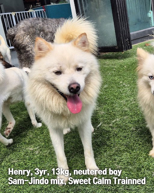 adoptable Dog in Agoura Hills, CA named HENRY