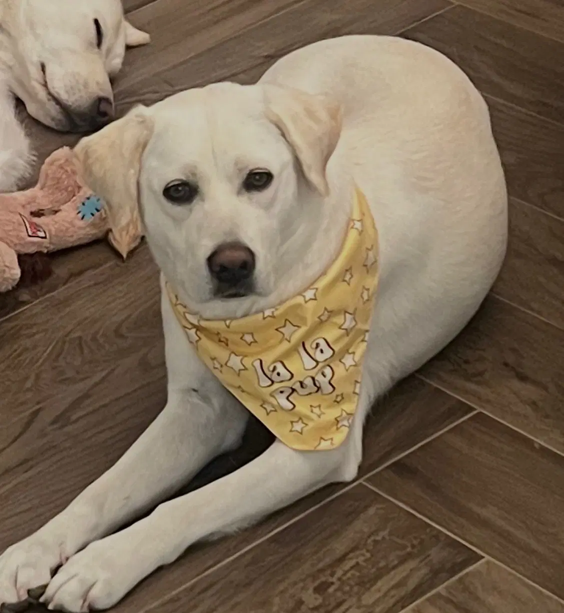 Lola image 1