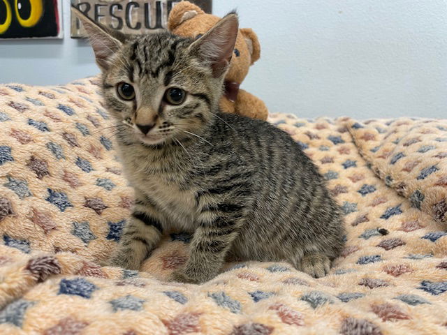 adoptable Cat in Agoura Hills, CA named Chex