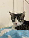 adoptable Cat in agoura hills, CA named Cheerio
