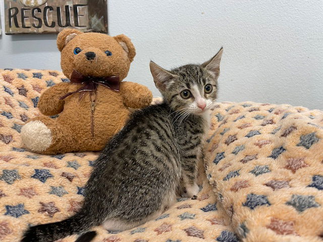 adoptable Cat in Agoura Hills, CA named Waffle