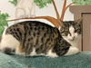 adoptable Cat in Agoura Hills, CA named Poptart