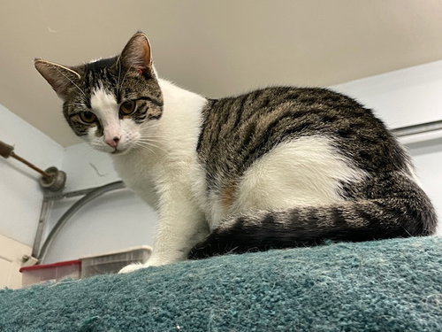 POPTART - Tabby available for adoption