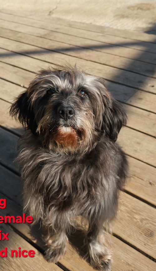 picture of the dog needing adoption