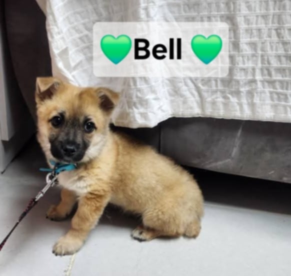 adoptable Dog in Agoura Hills, CA named BELLO